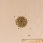 Fleurs - Pyrèthre Géant varié - MEDIA_3D